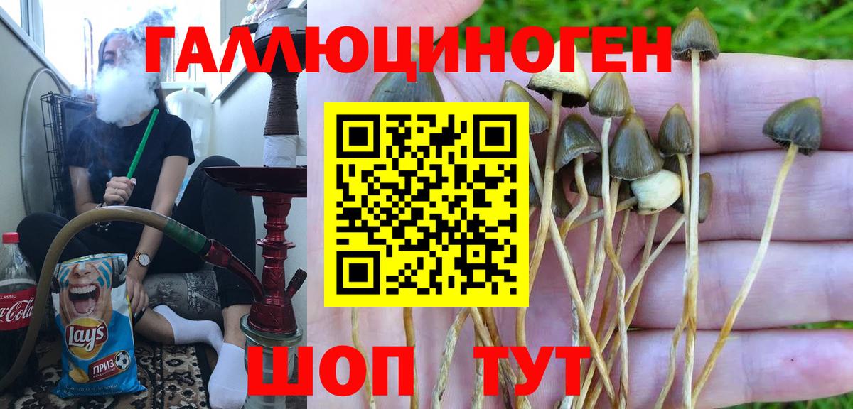 Псилоцибиновые грибы Psilocybine cubensis Вольск